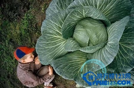 阿拉斯加州的“巨型蔬菜展”