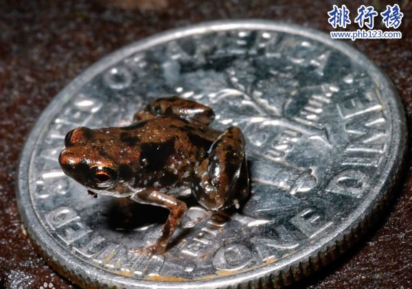 世界上最小的青蛙;没有一美分硬币大